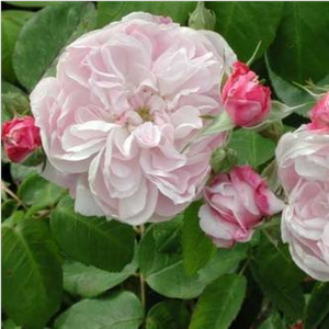 Rosa  Fantin-Latour - różowy  - róża stulistna „Rose de Meaux”
